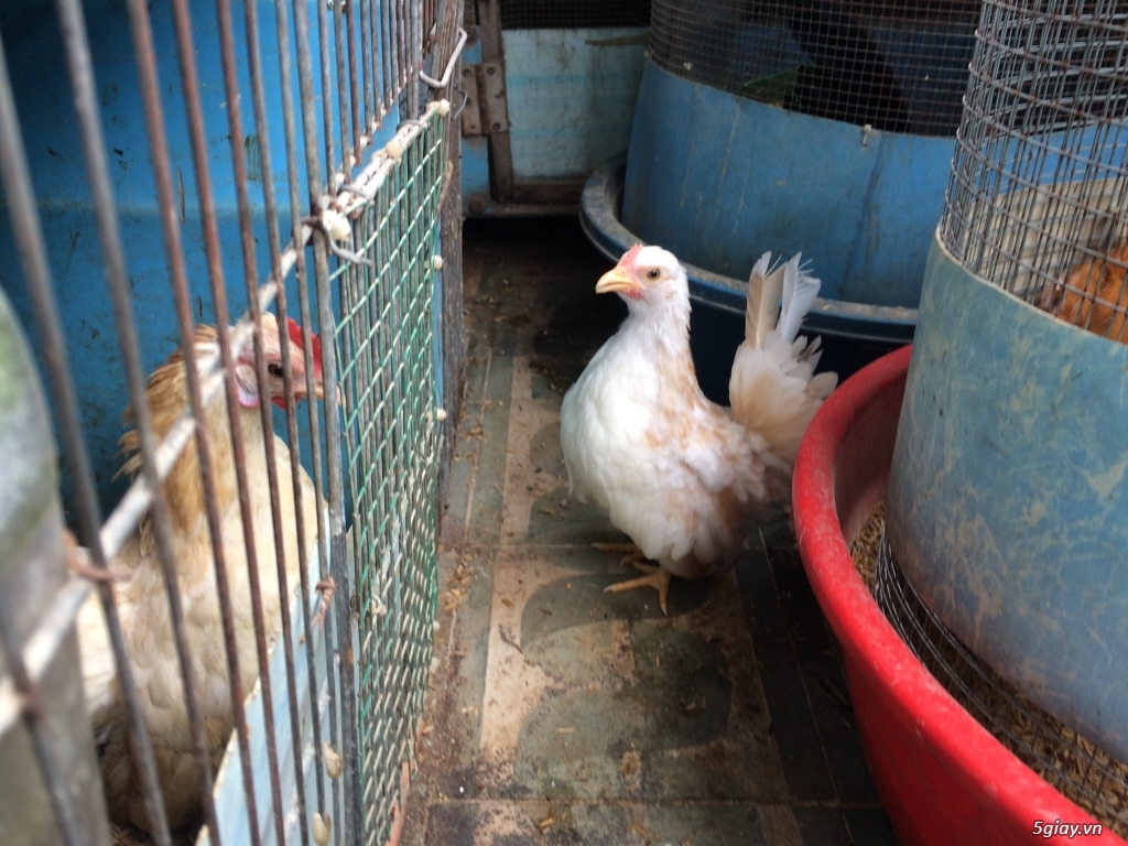 Gà kiểng Serama Q8. - 3