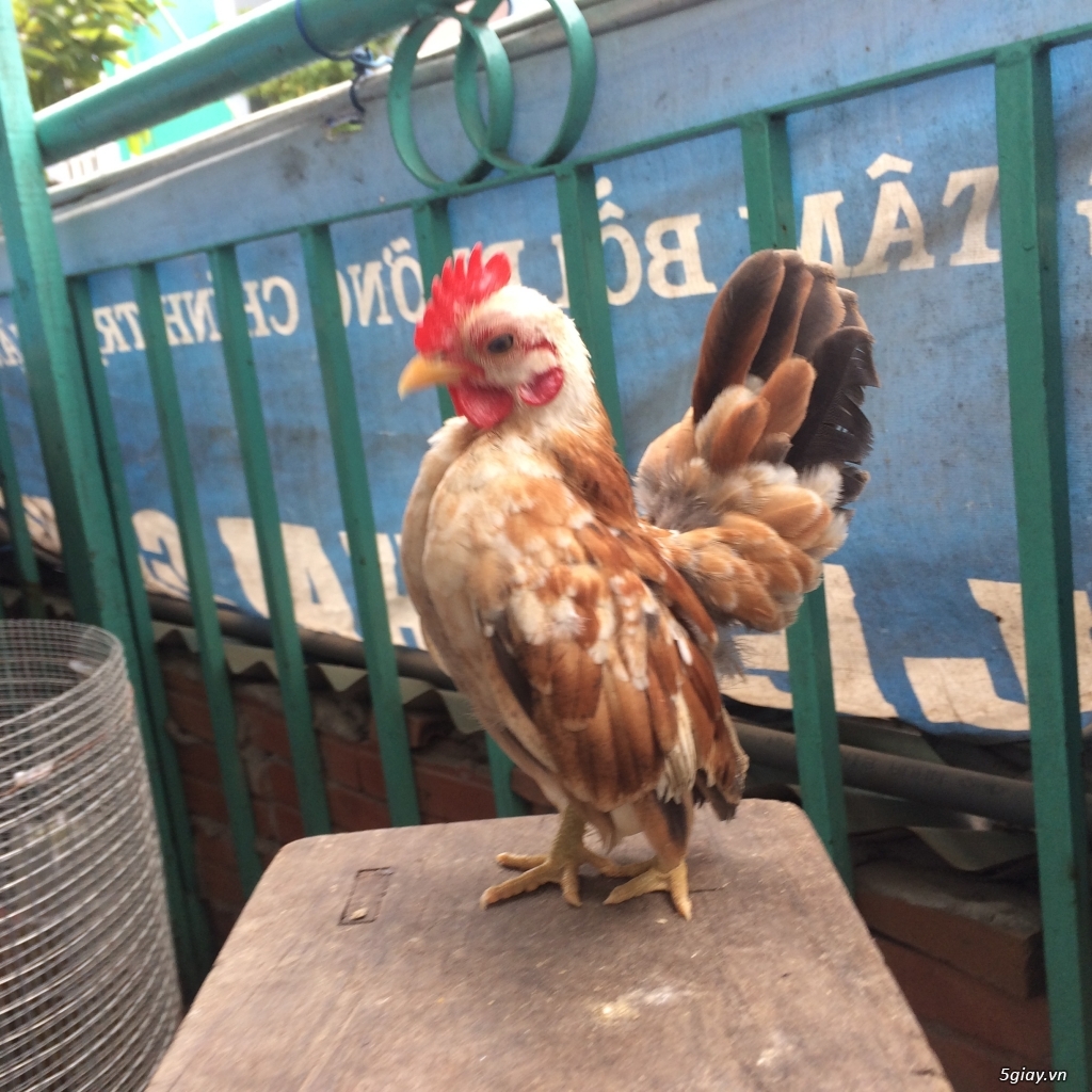 Gà kiểng Serama Q8. - 1