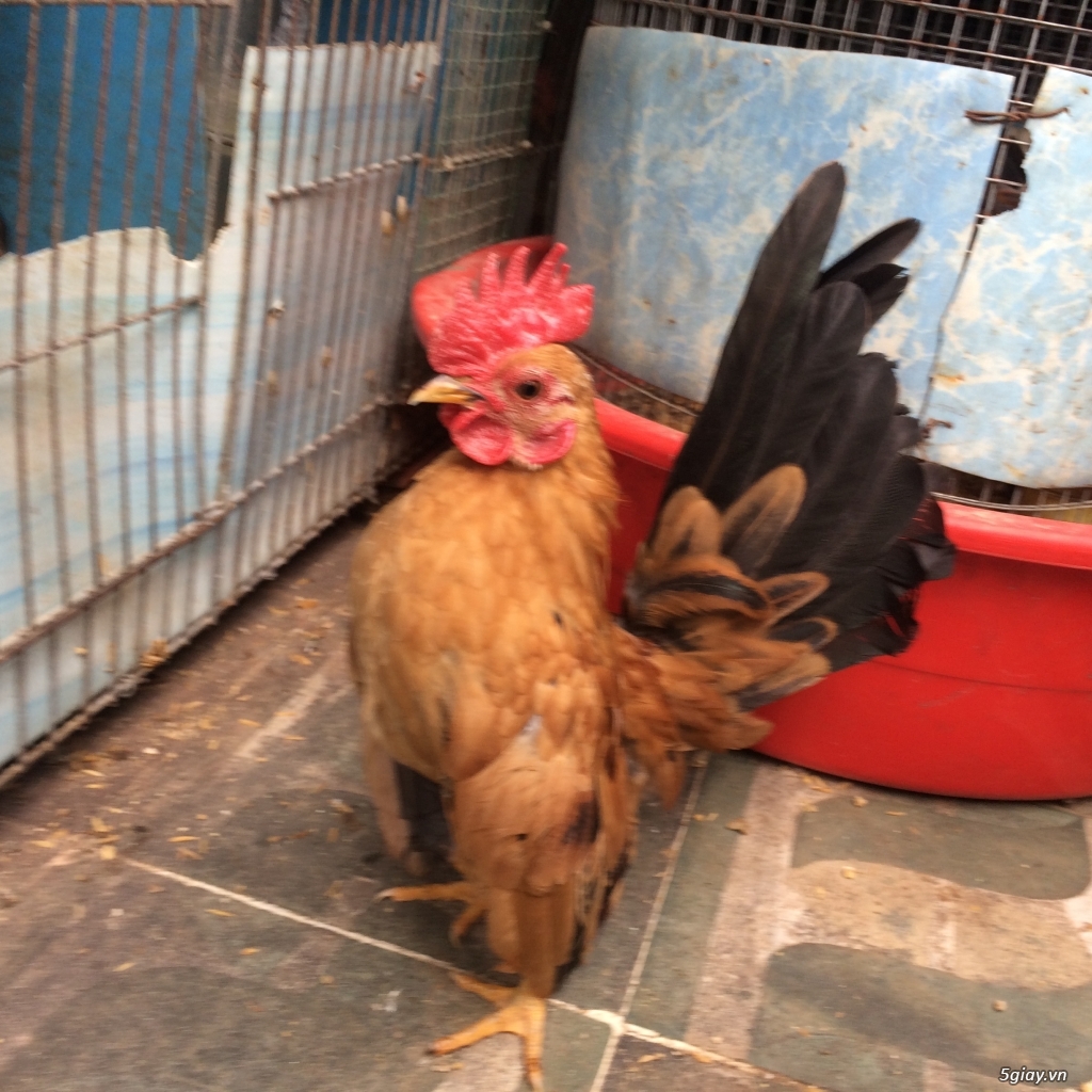 Gà kiểng Serama Q8. - 2