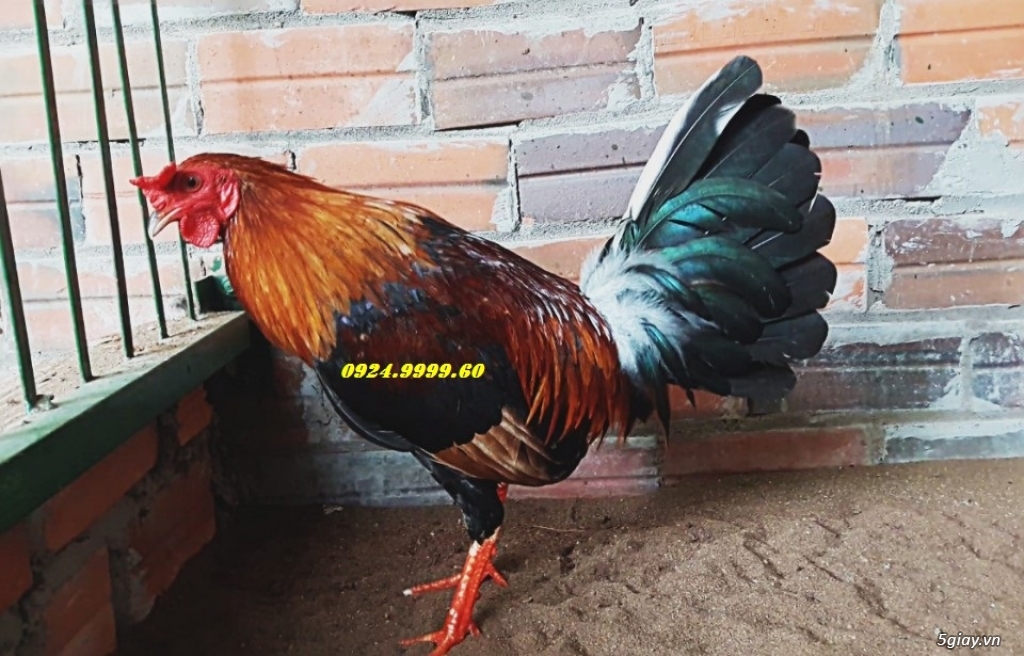 Gà Tre Đá Tiền Cho Lễ 2/9 - 12