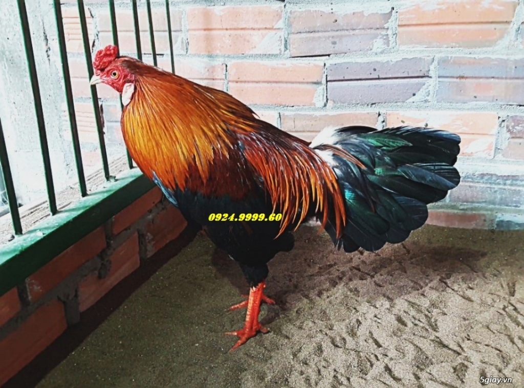 Gà Tre Đá Tiền Cho Lễ 2/9 - 9