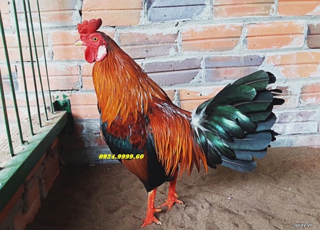 Gà Tre Đá Tiền Cho Lễ 2/9 - 2