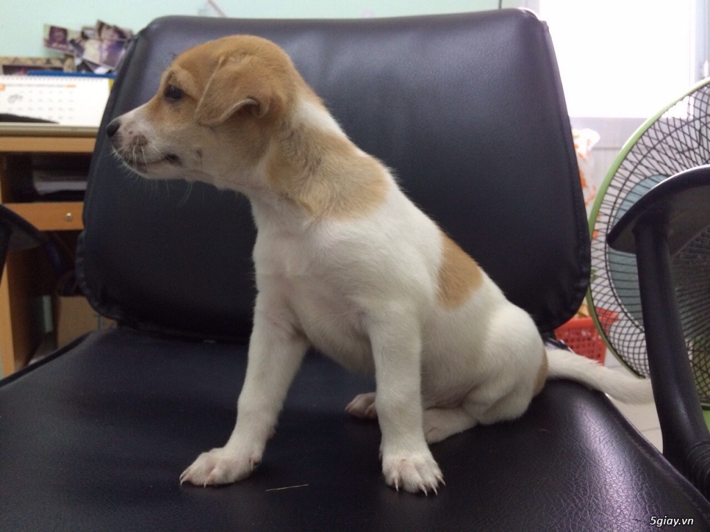 Chó Trắng Đầu Vàng lai PQ, 1 Tháng tuổi