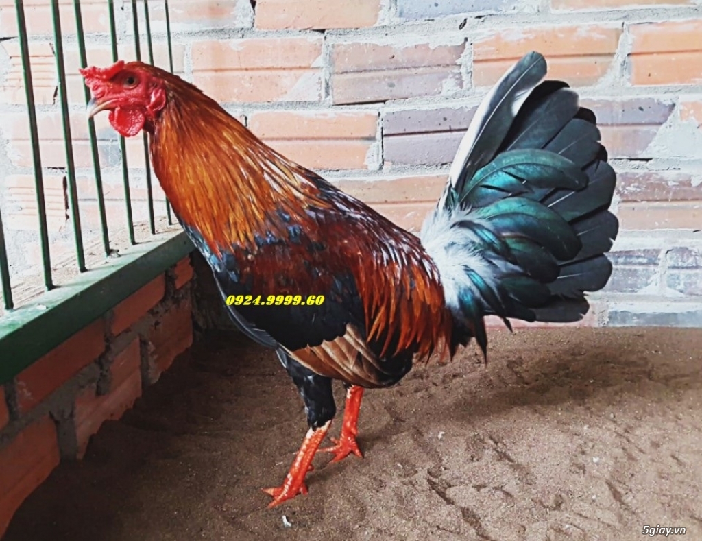 Gà Tre Đá Tiền Cho Lễ 2/9 - 13