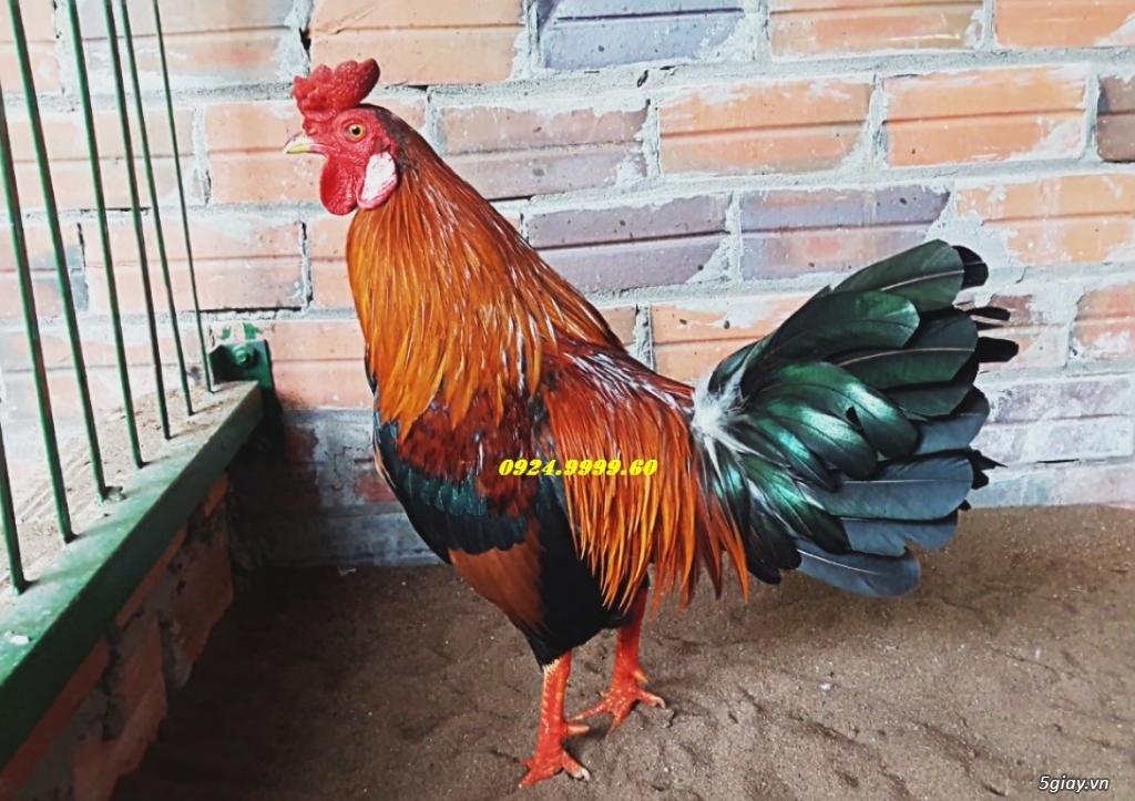 Gà Tre Đá Tiền Cho Lễ 2/9 - 1