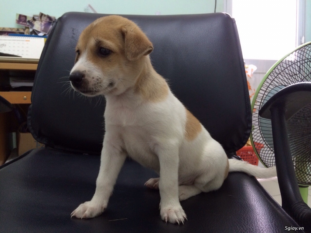 Chó Trắng Đầu Vàng lai PQ, 1 Tháng tuổi - 2