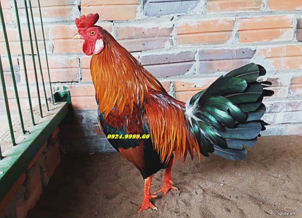 Gà Tre Đá Tiền Cho Lễ 2/9 - 4