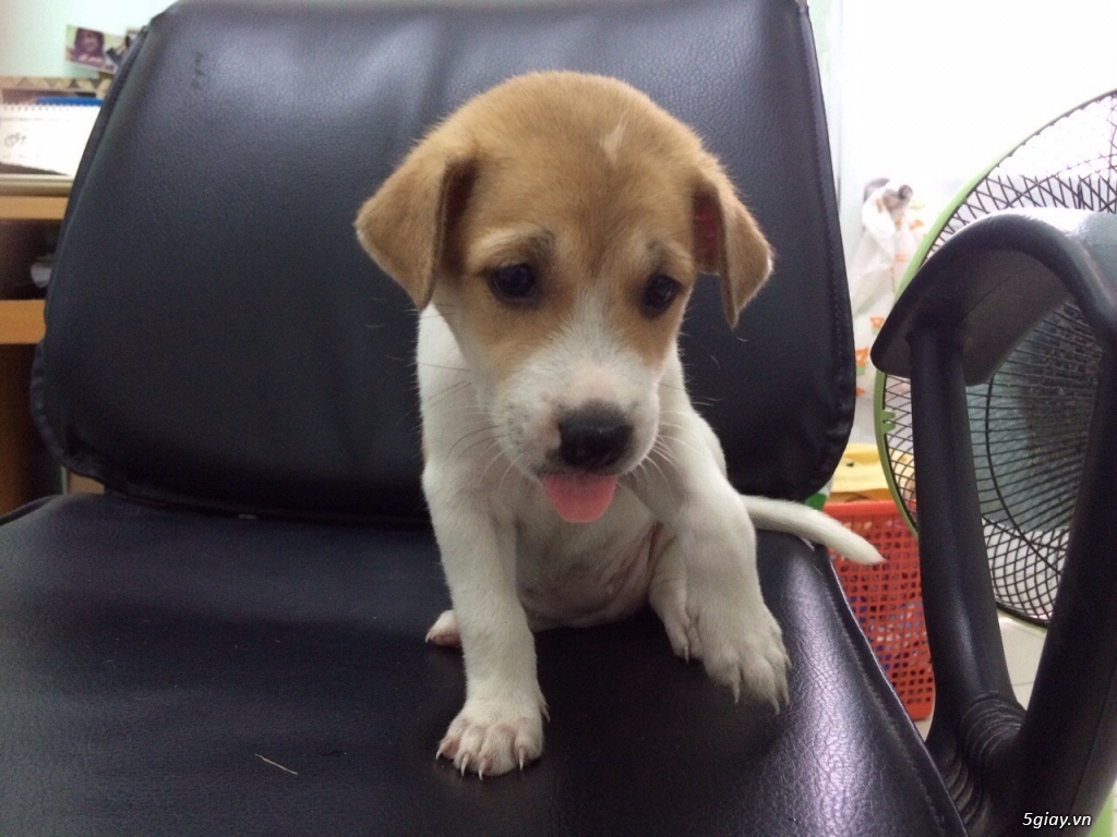 Chó Trắng Đầu Vàng lai PQ, 1 Tháng tuổi - 1