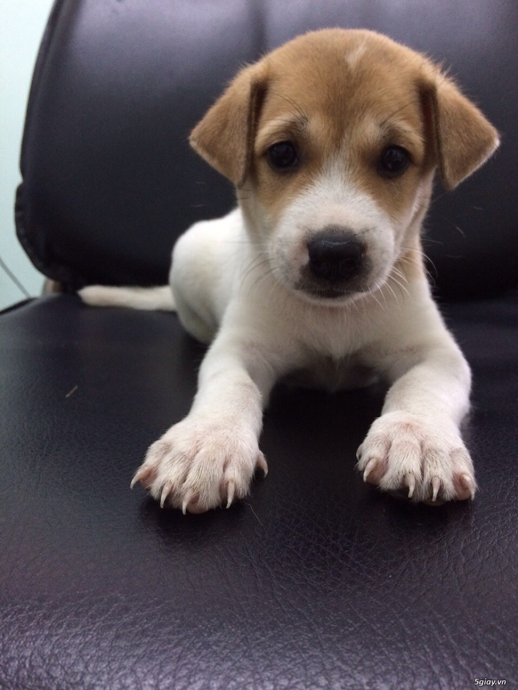 Chó Trắng Đầu Vàng lai PQ, 1 Tháng tuổi - 4