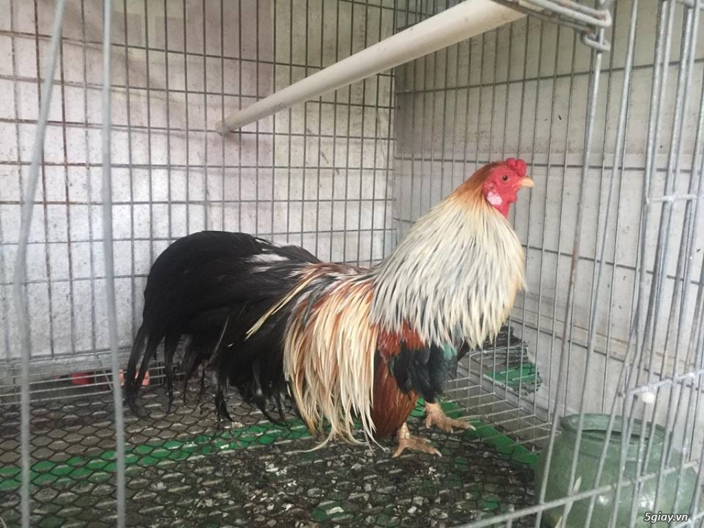 Mua - Bán gà tre kiểng Tân Châu - 14