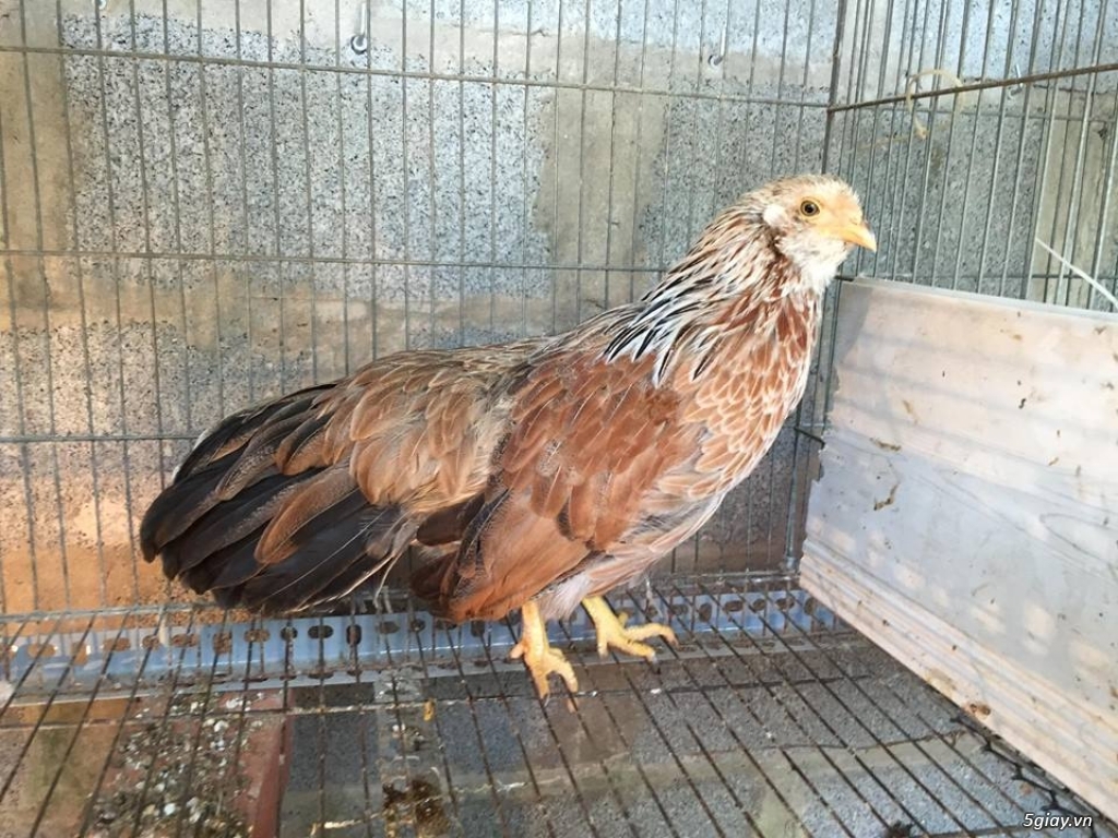 Mua - Bán gà tre kiểng Tân Châu - 18