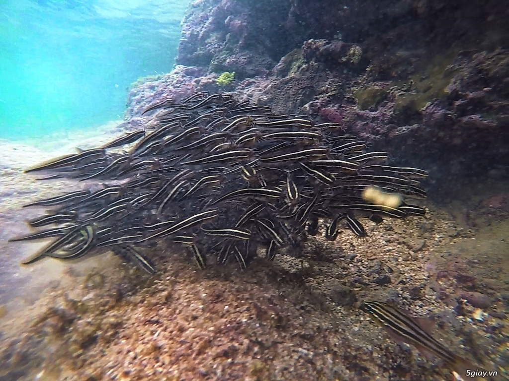 Một thế giới khác ở đảo Phú Quý . Phần 1 - 17