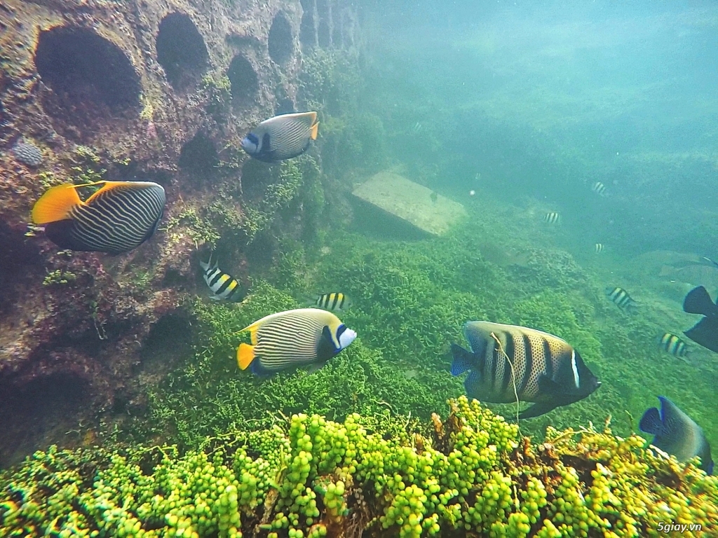 Một thế giới khác ở đảo Phú Quý . Phần 1 - 41