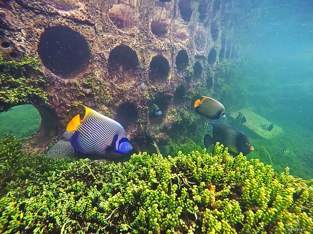 Một thế giới khác ở đảo Phú Quý . Phần 1 - 25