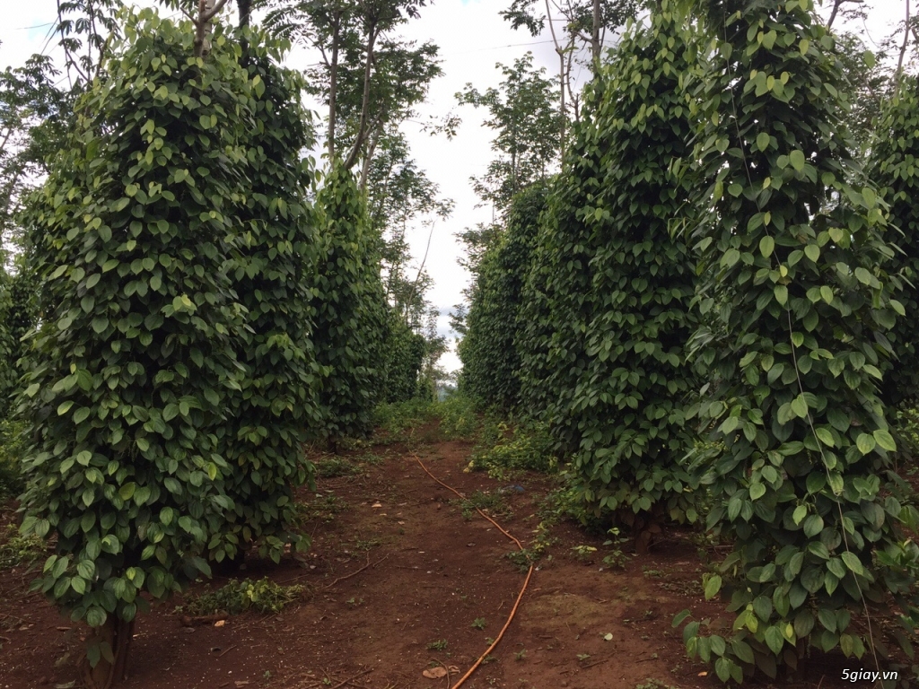 Bán đất rẫy tiêu - 2