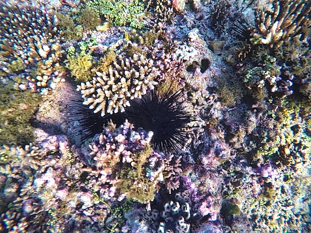 Một thế giới khác ở đảo Phú Quý . Phần 1 - 2