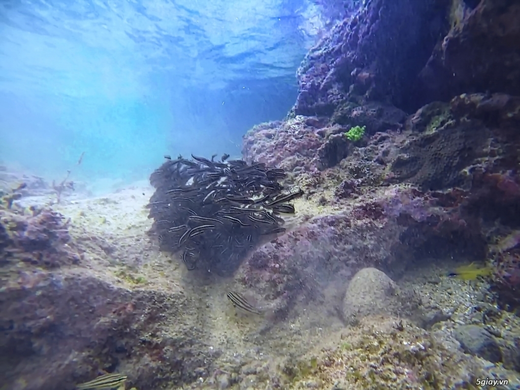 Một thế giới khác ở đảo Phú Quý . Phần 1 - 21