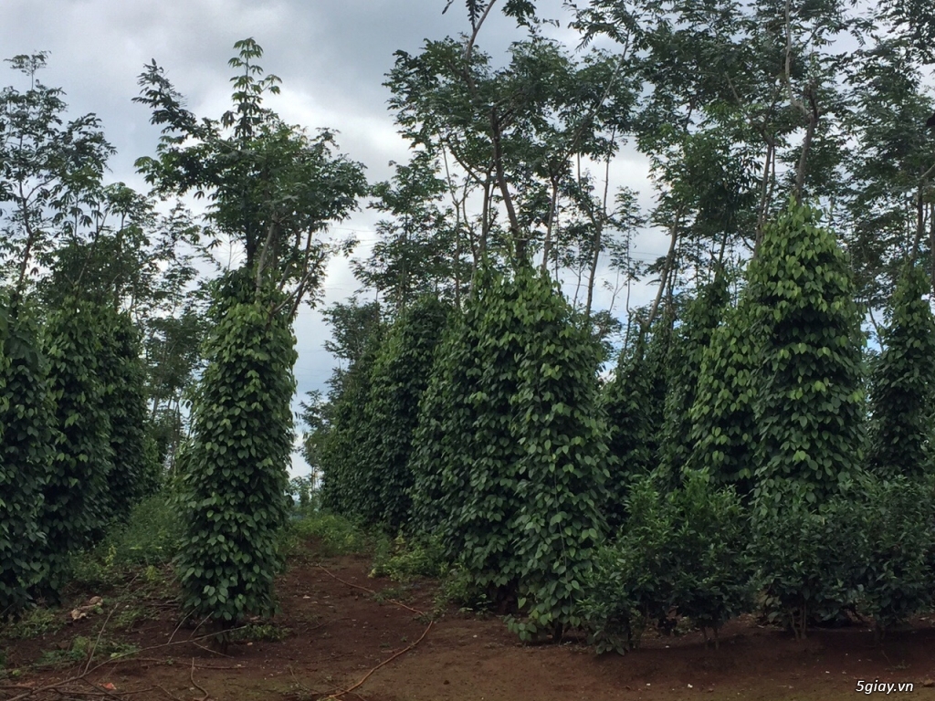 Bán đất rẫy tiêu