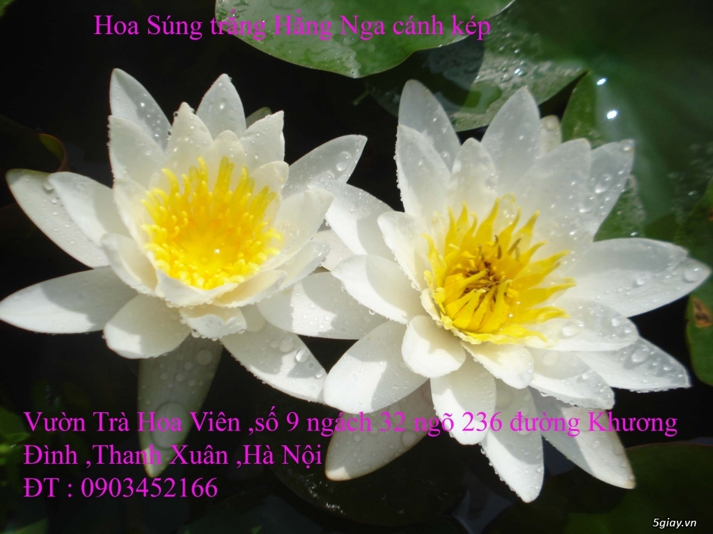 Bán  hoa Súng Thái Lan , hoa Sen Nhật Bản nhiều màu sắc đẹp tại Hà Nội - 13