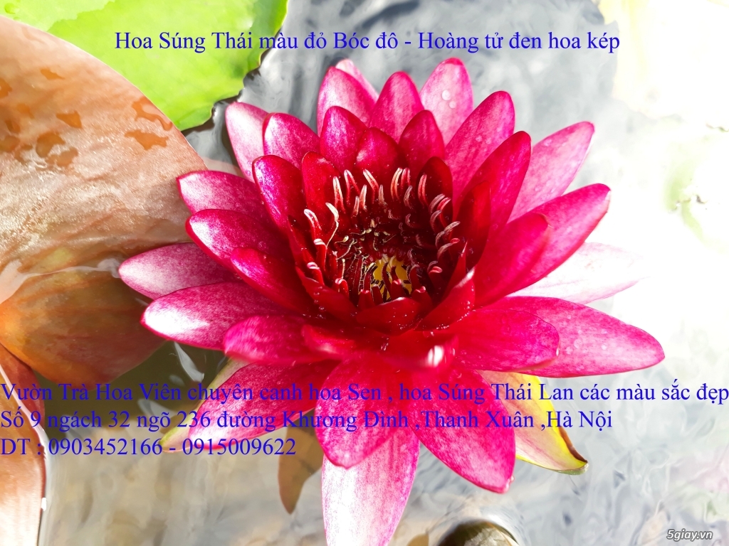 Bán  hoa Súng Thái Lan , hoa Sen Nhật Bản nhiều màu sắc đẹp tại Hà Nội - 11