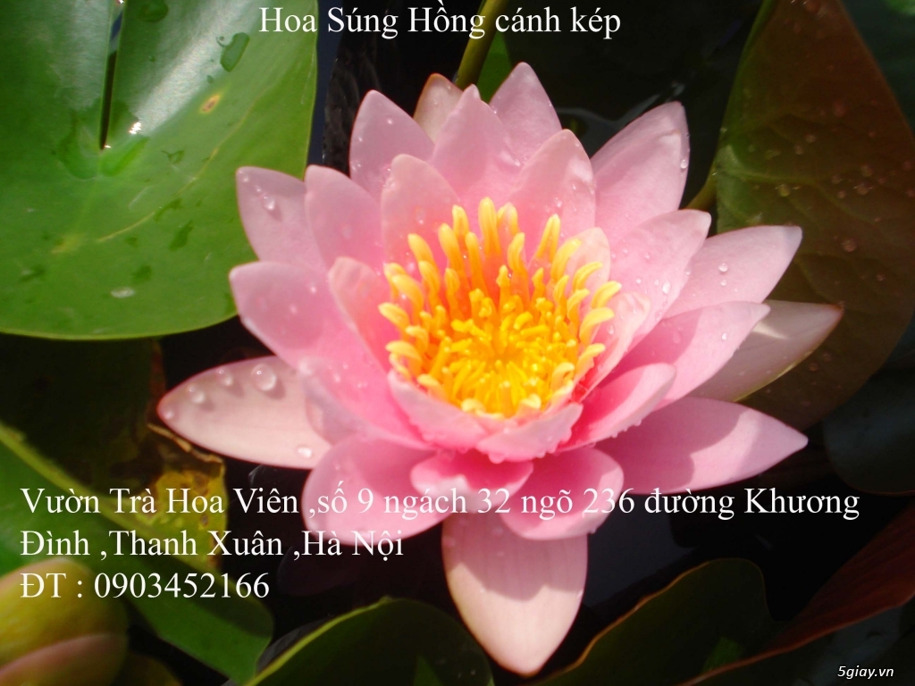 Bán  hoa Súng Thái Lan , hoa Sen Nhật Bản nhiều màu sắc đẹp tại Hà Nội - 15