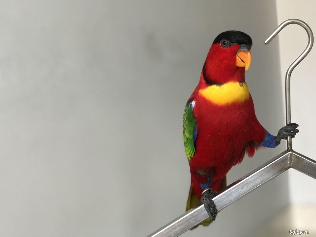 nhờ ae tư vấn mua dàn karaoke - 2