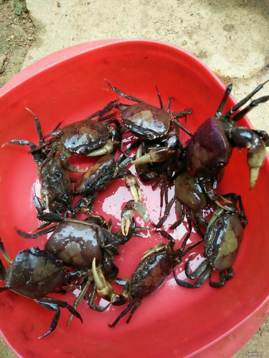 Cua Đồng Tươi Sống Tự Nhiên ở DakLak - 1