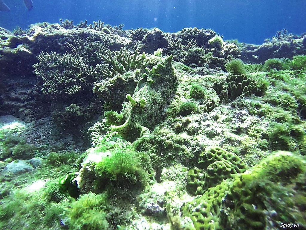 Một thế giới khác ở đảo Phú Quý . Phần 1 - 1