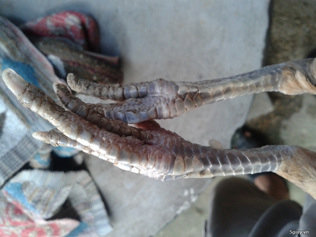 Gà vảy rồng - 18