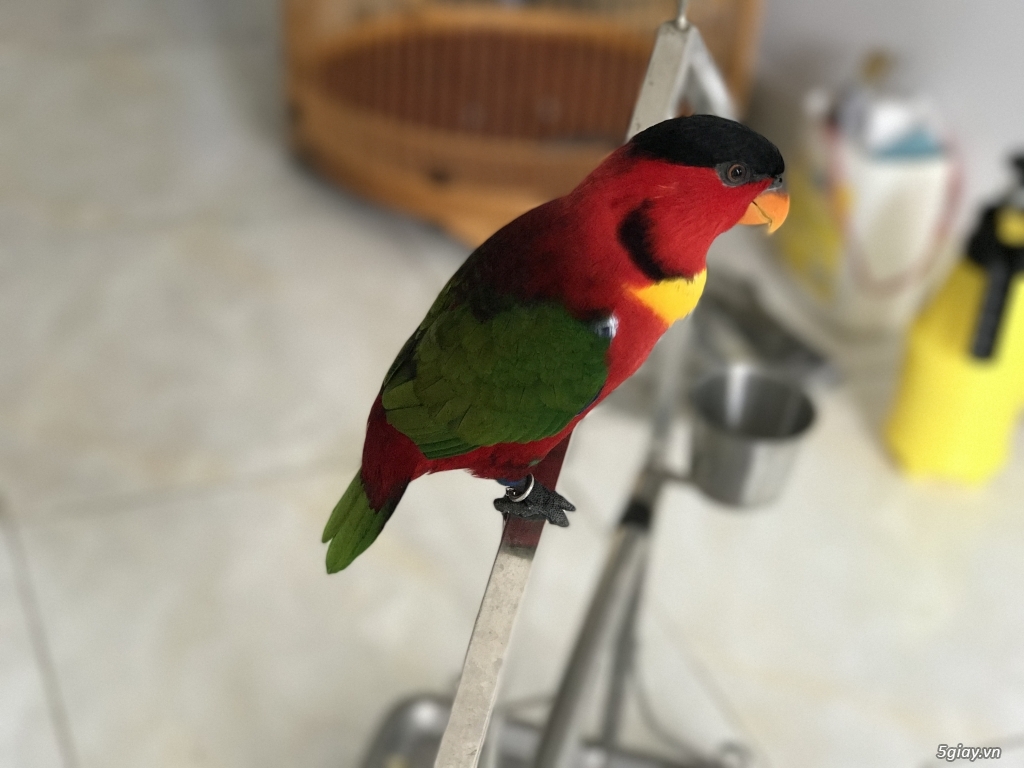 nhờ ae tư vấn mua dàn karaoke - 1