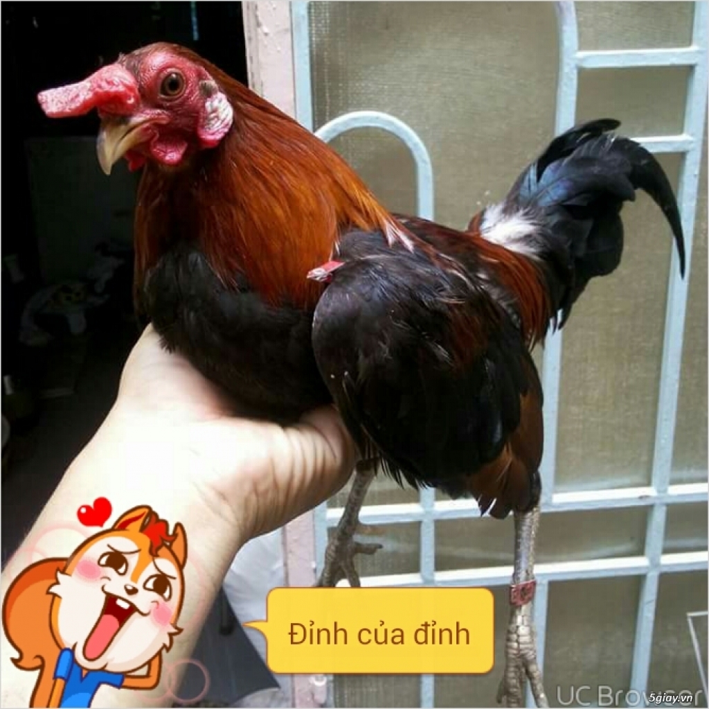 Bán gà tre asil lai mỹ,gà jap lai mỹ và gà noi peru,gà jap, gà asil,jap lai mỹ