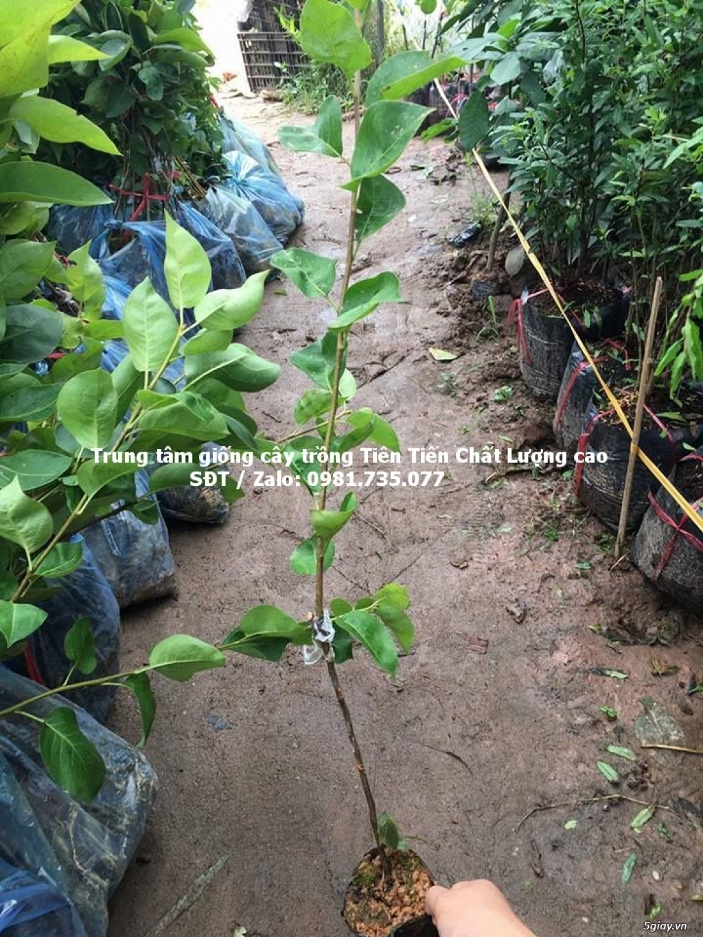 cây giống mắc cọp chất lượng cao