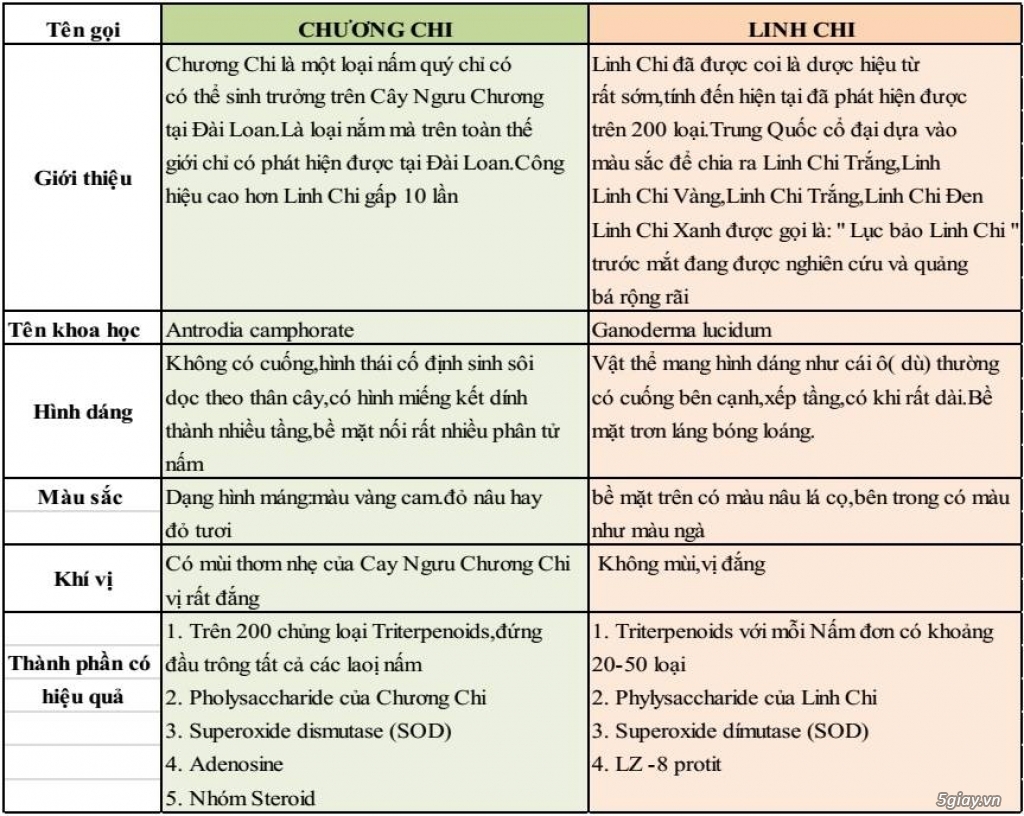 Nấm Ngưu Chương Chi. - 2