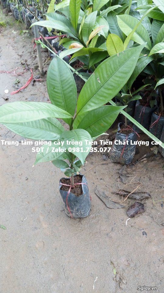 cung cấp cây giống  măng cụt chất lượng cao