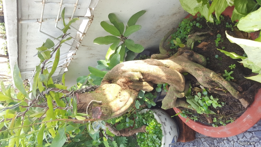 Giao lưu gốc mai đẹp, đế độc