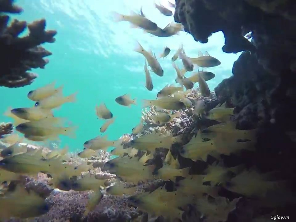 Clip ngắm san hô trên đảo Phú Quý
