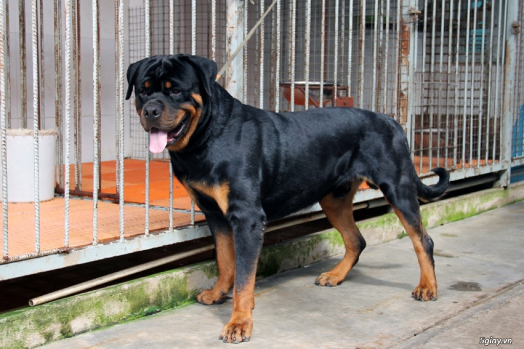 Rottweiler phối giống - 2