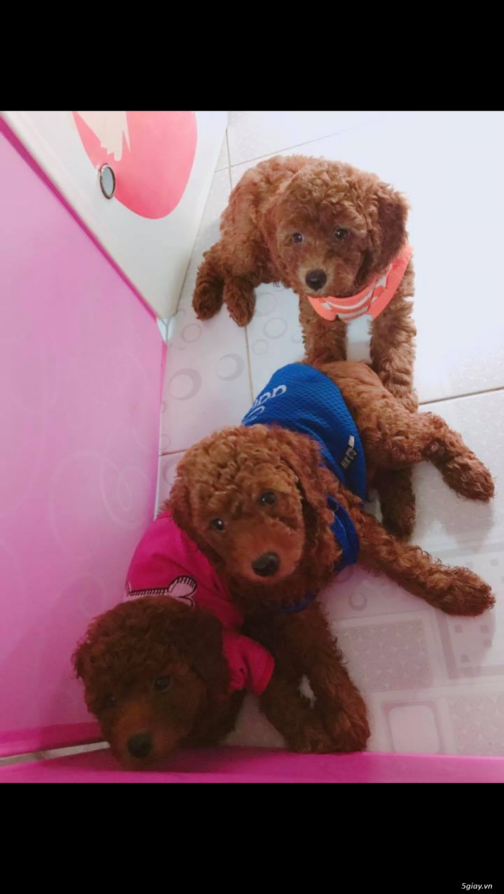 Cần tìm chủ thương chó - 2