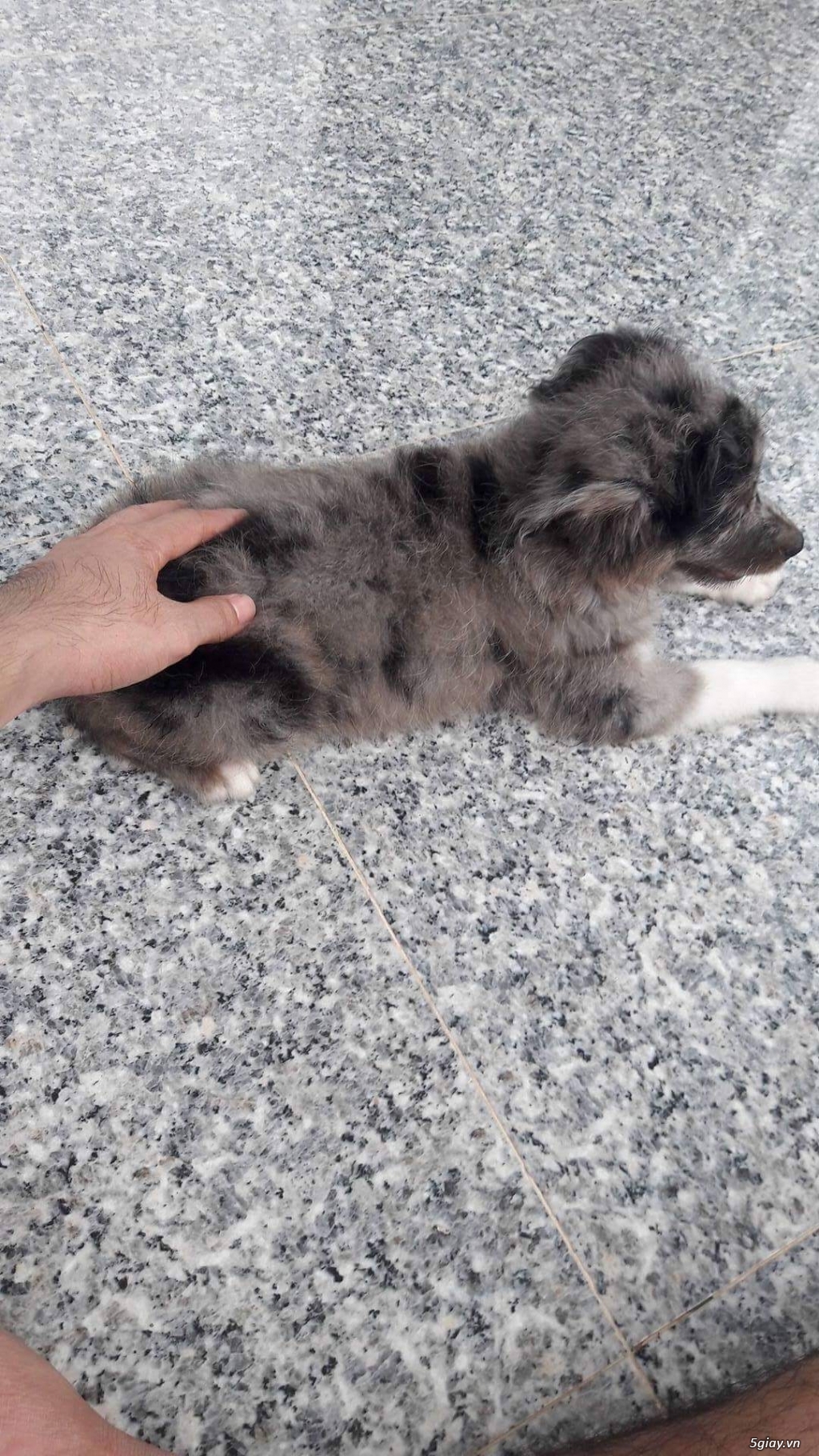 Bán poodle lai chó chăn cừu