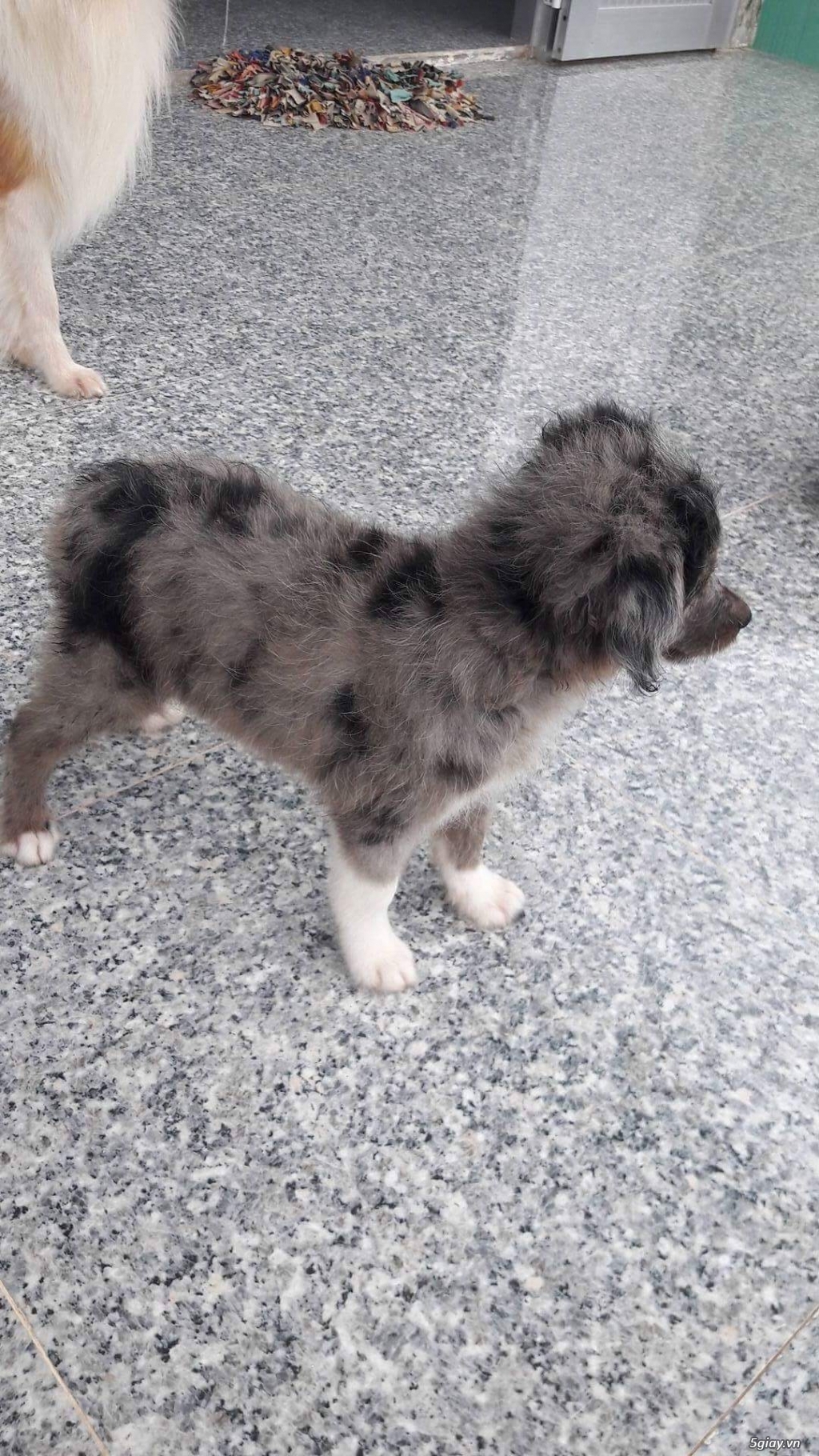 Bán poodle lai chó chăn cừu - 1