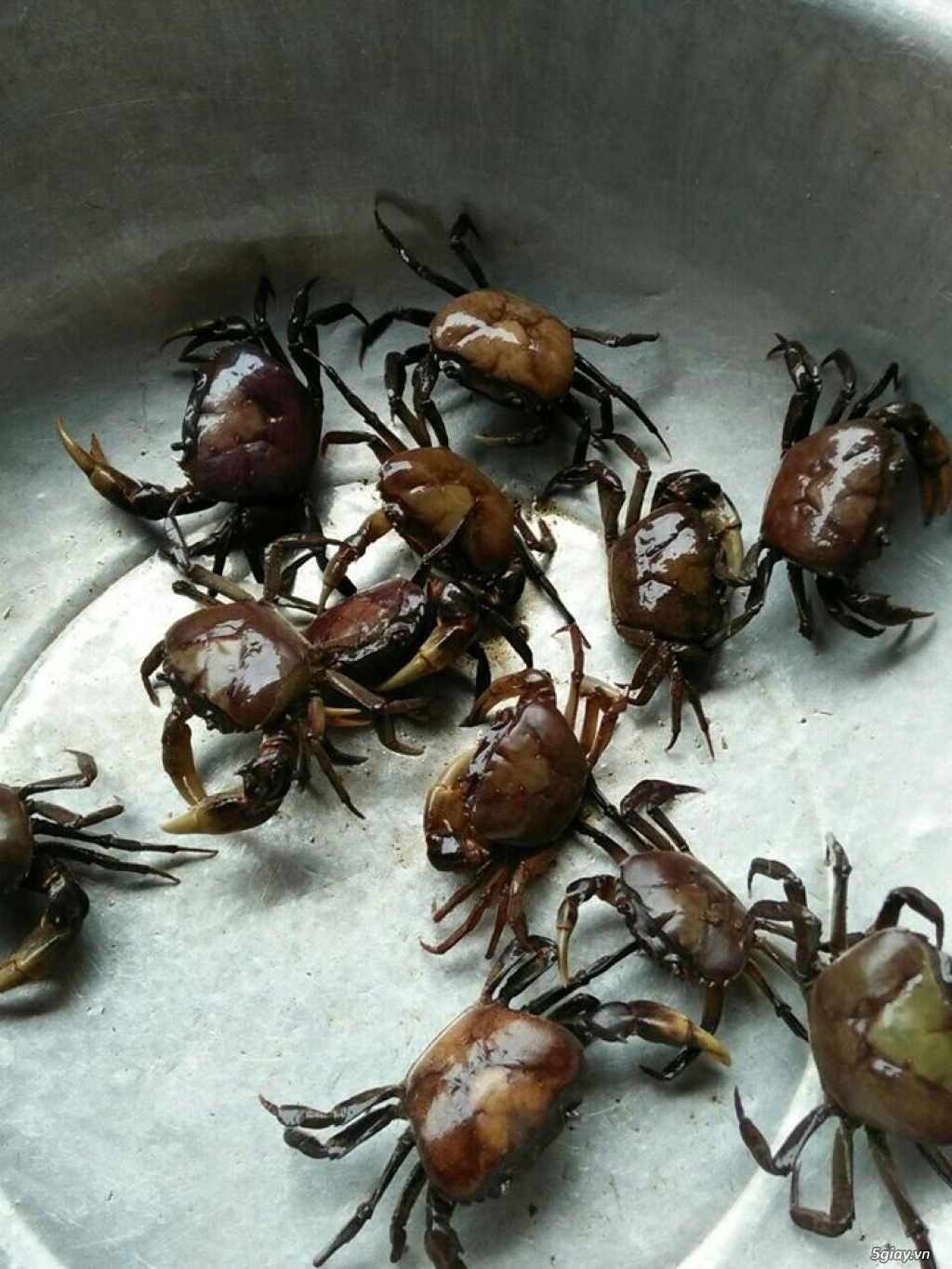 Cua Đồng Tươi Sống Tự Nhiên ĐakLak - 2