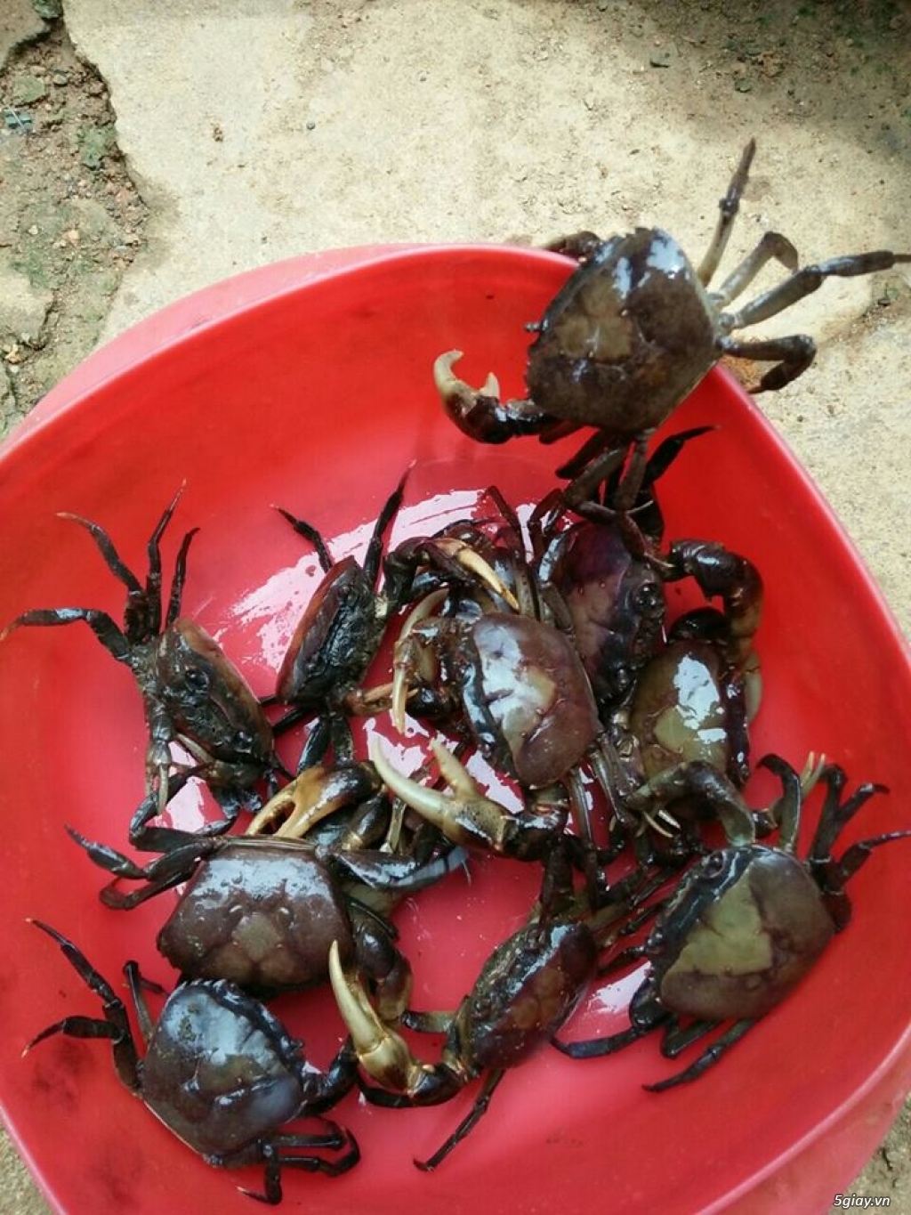 Cua Đồng Tươi Sống Tự Nhiên ĐakLak - 1