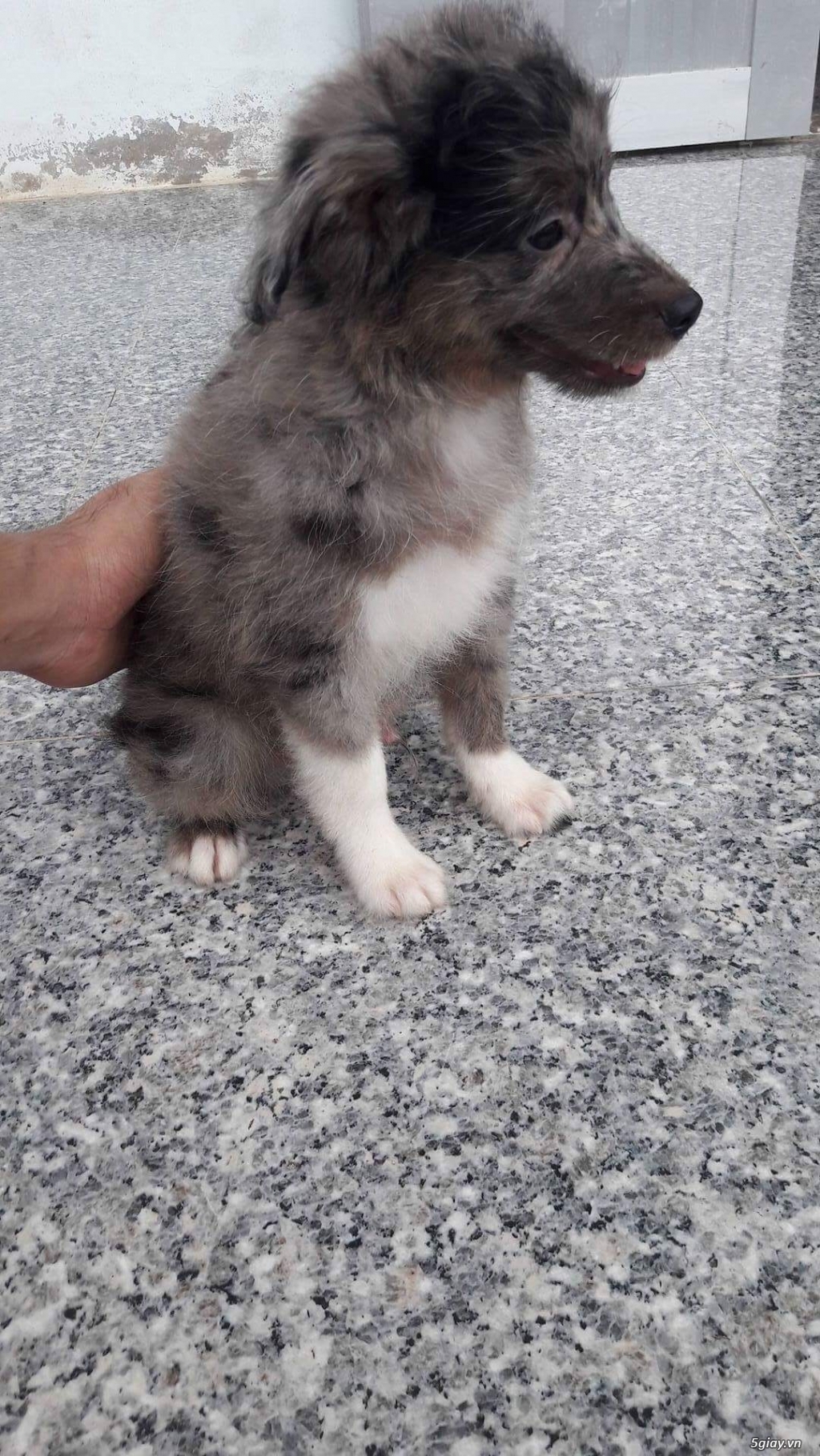 Bán poodle lai chó chăn cừu - 2