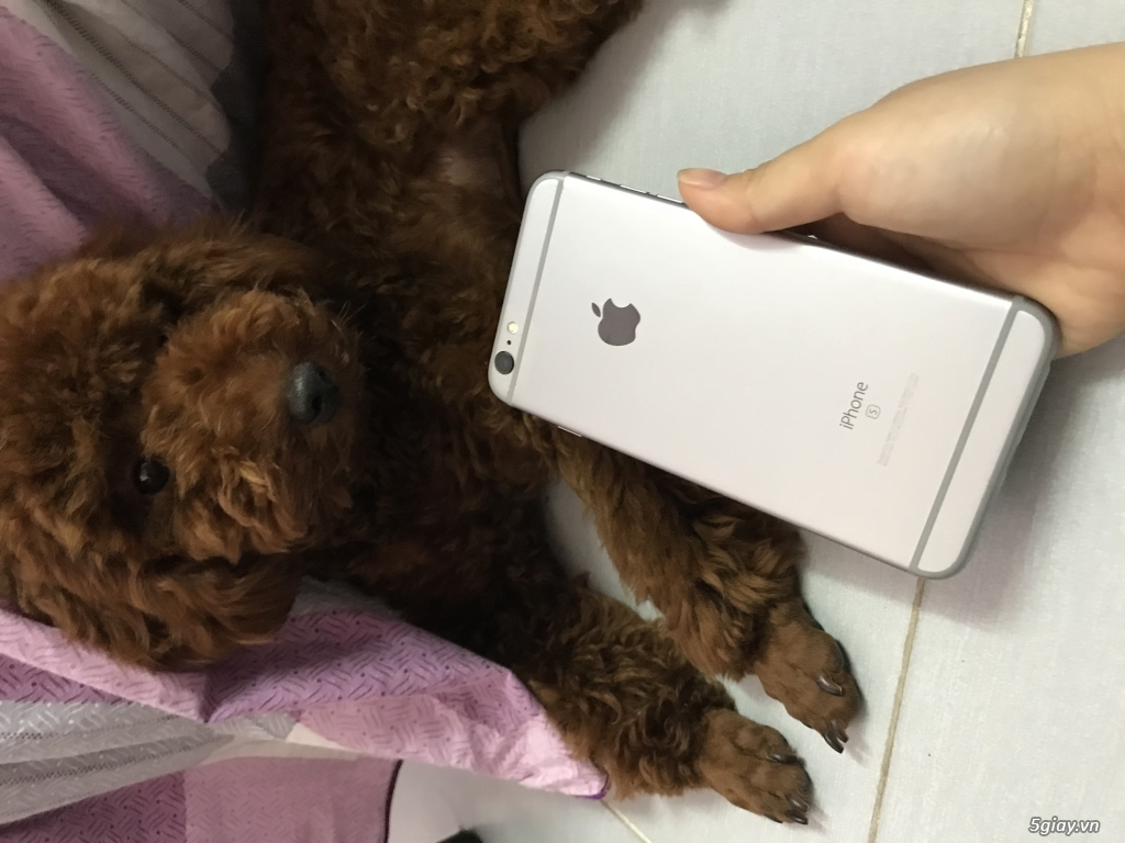 EM CẦN BÁN IPHONE 6S PLUS GRAY 32GB 99% ZIN ALL MÁY CHƯA BUNG