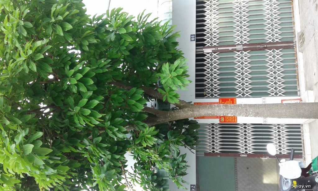 Cây sala dáng đẹp, đã có hoa