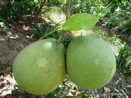 Cung cấp sỉ và lẻ bưởi và cam - 4