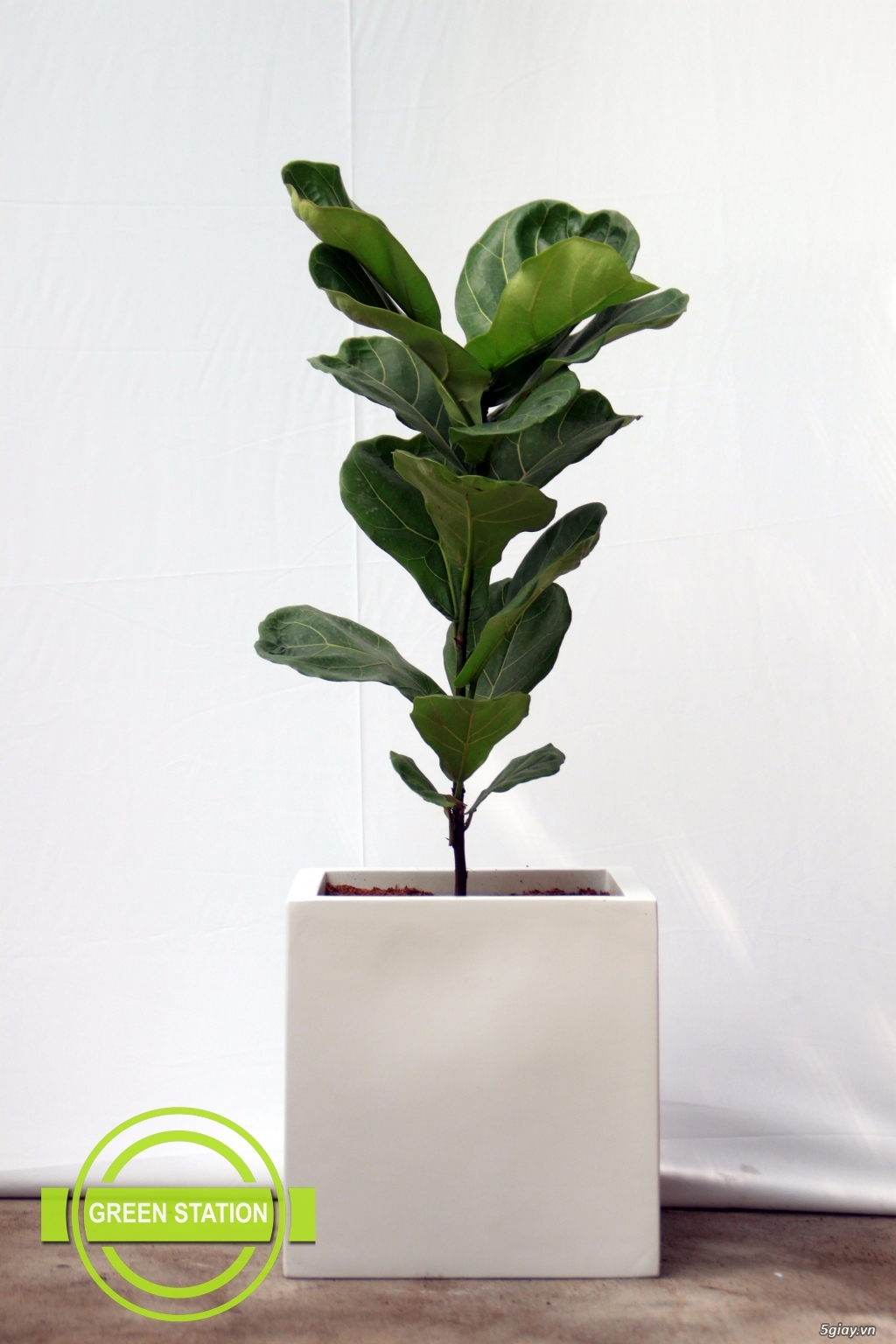 Combo Cây Bàng Singapore