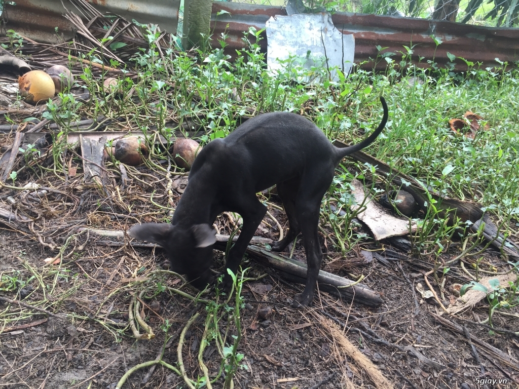 Chó phú quốc giá rẻ - 4