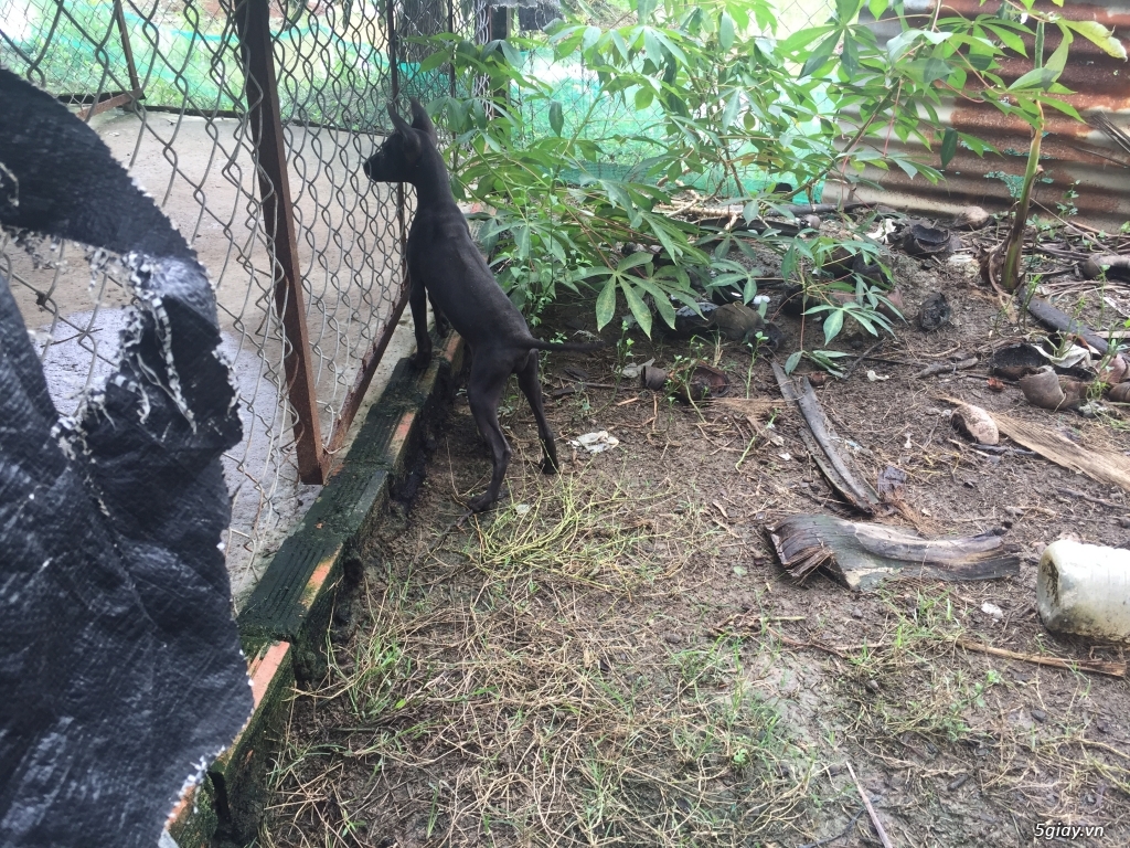 Chó phú quốc giá rẻ - 5