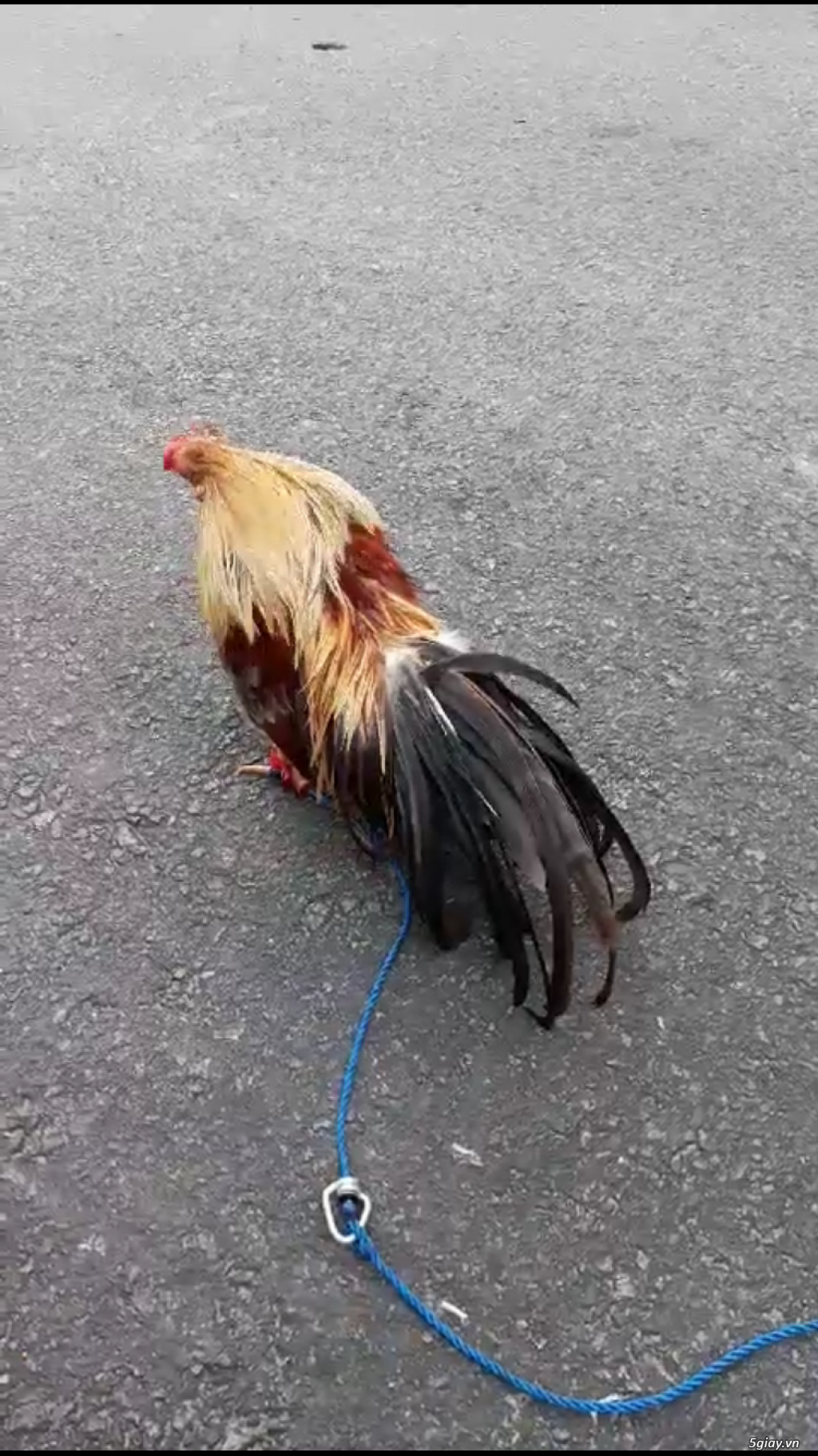 Cần bán gà kiểng tân châu mini - 1